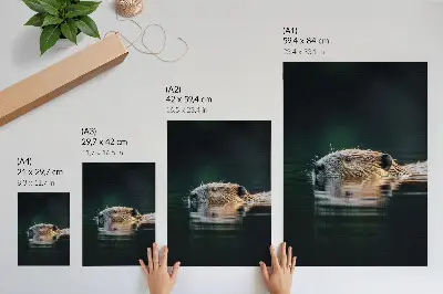 Kunstdruck auf Leinwand Biber im Wasser in friedlicher Wildnis