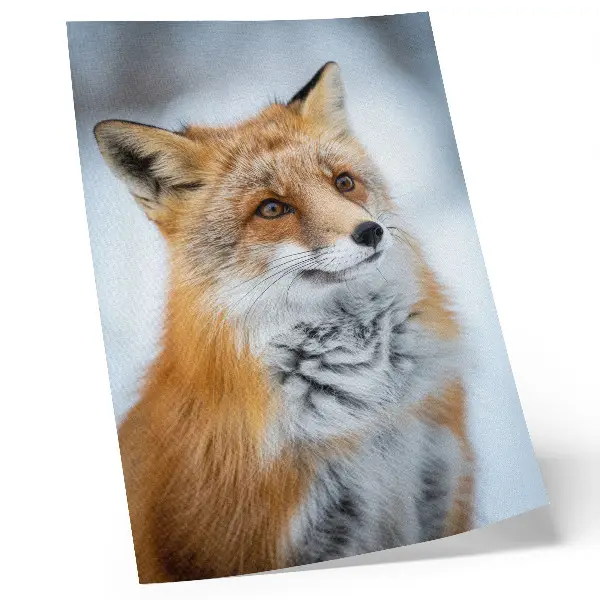 Poster mit einem Porträt eines fröhlichen Fuchses in winterlicher Umgebung