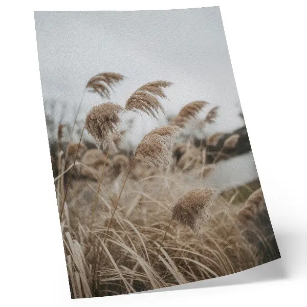Poster zarte Grashalme in braungrauer Naturatmosphäre