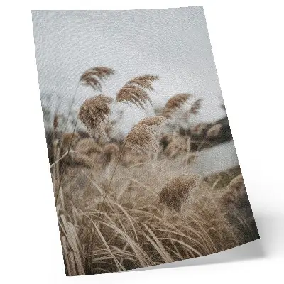 Poster zarte Grashalme in braungrauer Naturatmosphäre
