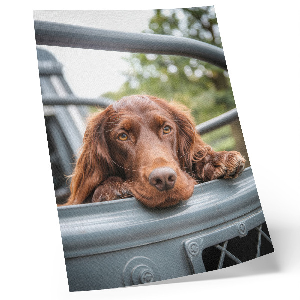 Kunstdruck leinwand Brauner Hund neben dem Fahrzeug, grüne Bäume