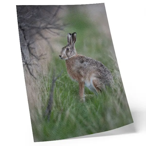 Kunstdruck auf Leinwand ein Hase inmitten von Ästen und Gras