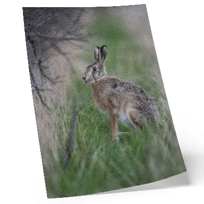 Kunstdruck auf Leinwand ein Hase inmitten von Ästen und Gras