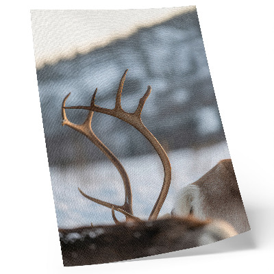 Poster Rentiere mit Geweihen – Harmonie in der Winterlandschaft