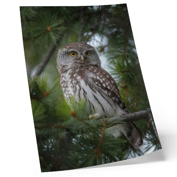 Kunstdruck auf Leinwand Eule auf einem Kiefernzweig für Naturfrieden und Harmonie