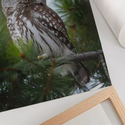 Kunstdruck auf Leinwand Eule auf einem Kiefernzweig für Naturfrieden und Harmonie