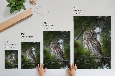 Kunstdruck auf Leinwand Eule auf einem Kiefernzweig für Naturfrieden und Harmonie