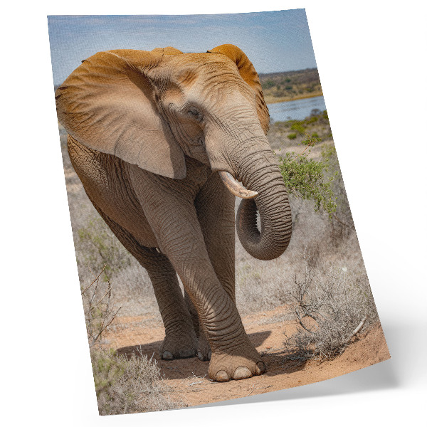 Kunstdruck leinwand Elefant in der Savanne, majestätische afrikanische Natur