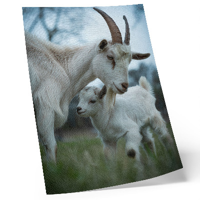 Poster Ziegen vor der Kulisse der Natur, voller Frieden und Harmonie