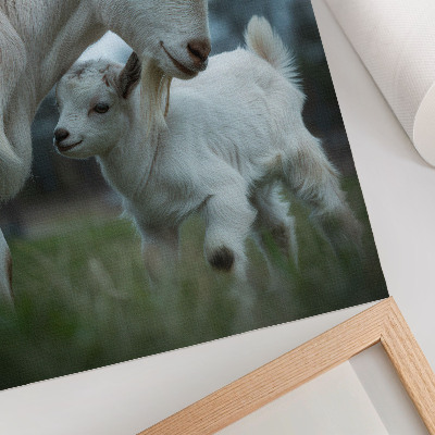 Poster Ziegen vor der Kulisse der Natur, voller Frieden und Harmonie