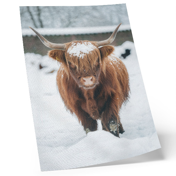 Poster Rinder im Schnee: der Kontrast zwischen Tier und Natur