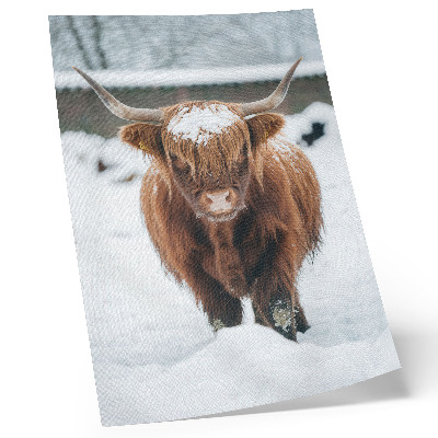 Poster Rinder im Schnee: der Kontrast zwischen Tier und Natur
