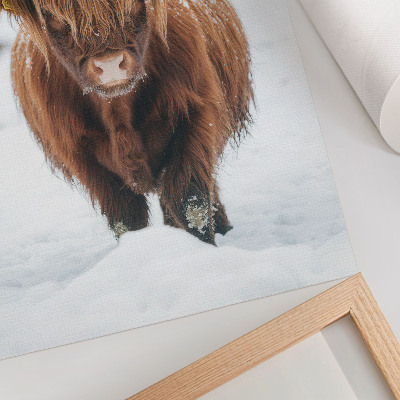 Poster Rinder im Schnee: der Kontrast zwischen Tier und Natur