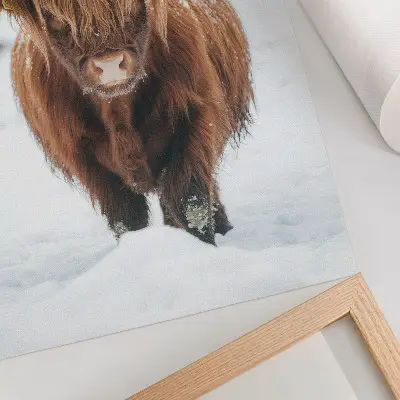 Poster Rinder im Schnee mit Kontrast zwischen Tier und Natur