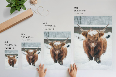 Poster Rinder im Schnee: der Kontrast zwischen Tier und Natur