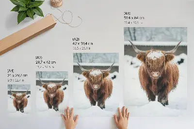 Poster Rinder im Schnee mit Kontrast zwischen Tier und Natur