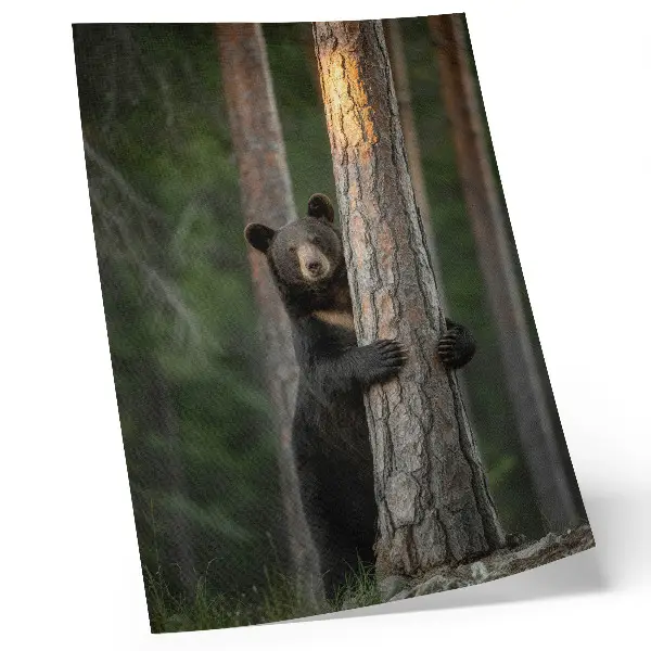 Poster Bär im Wald in realistischer Komposition