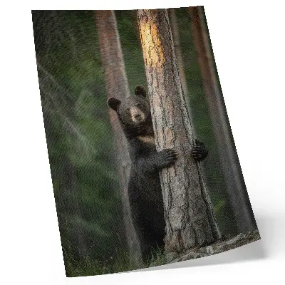 Poster Bär im Wald in realistischer Komposition