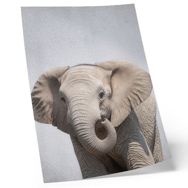 Poster Ein junger Elefant vor hellem Hintergrund