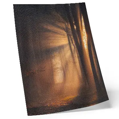Poster magisches Licht mit Waldbäumen und Sonnenstrahlen für eine friedliche Atmosphäre