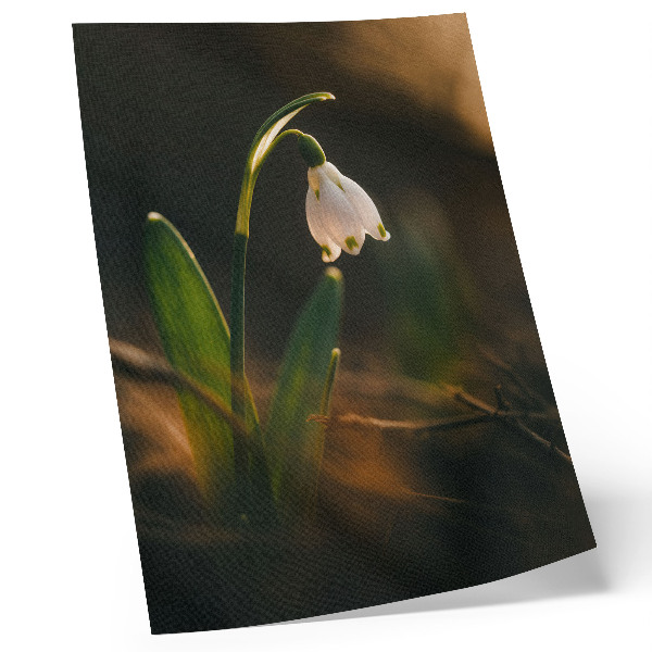 Wandposter Schneeglöckchen, grüne Blätter, warmes Licht