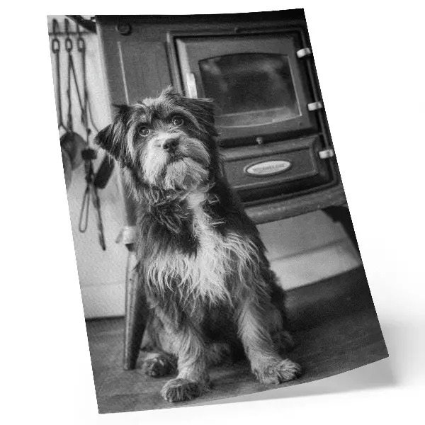 Poster ein ruhiger schwarz-weißer Hund neben einem alten Ofen