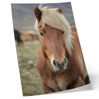 Poster Islandpferd mit heller Mähne und braunem Fell
