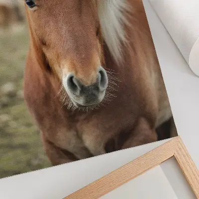 Poster Islandpferd mit heller Mähne und braunem Fell