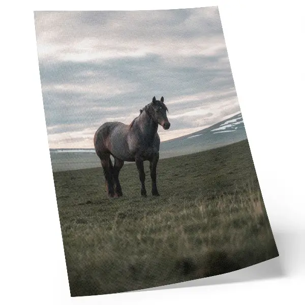 Kunstdruck auf Leinwand Pferd auf der Wiese bei bewölktem Morgenhimmel in harmonischer Natur