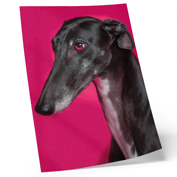 Kunstdruck leinwand Ein schwarz-weißer Hund vor einem leuchtend pinkfarbenen Hintergrund