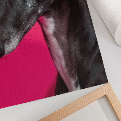Kunstdruck leinwand Ein schwarz-weißer Hund vor einem leuchtend pinkfarbenen Hintergrund
