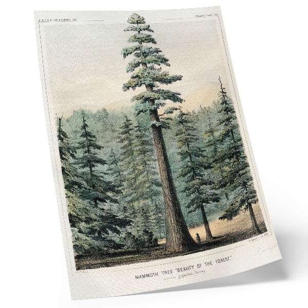 Kunstdruck leinwand Wellingtonia, ein riesiger Baum, der den umliegenden Wald überragt, mit einem Mann an seinem Fuß