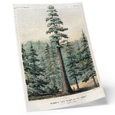 Kunstdruck leinwand Wellingtonia, ein riesiger Baum, der den umliegenden Wald überragt, mit einem Mann an seinem Fuß