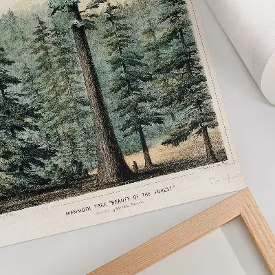 Kunstdruck auf Leinwand Wellingtonia Riesenmammutbaum im Wald mit einer Person als Größenvergleich
