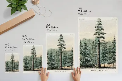 Kunstdruck auf Leinwand Wellingtonia Riesenmammutbaum im Wald mit einer Person als Größenvergleich
