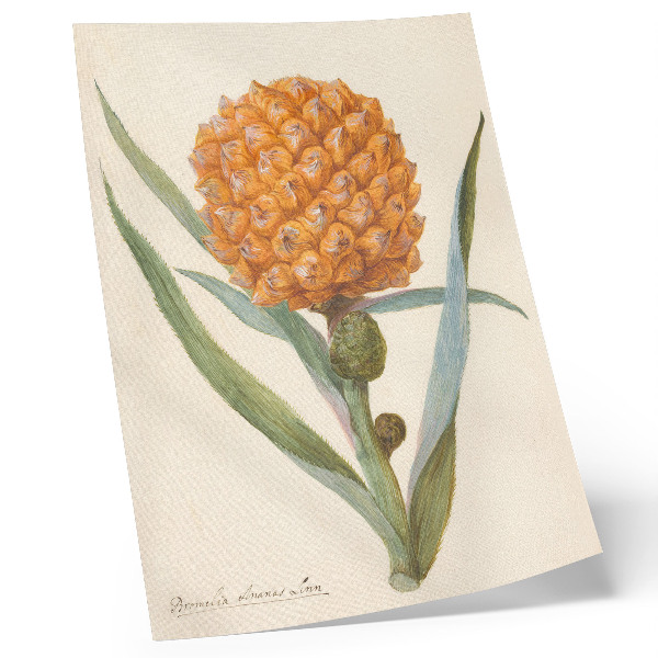 Wandposter Bromelia ananas Linn (ca. 1700 - ca. 1749) von einem anonymen Künstler