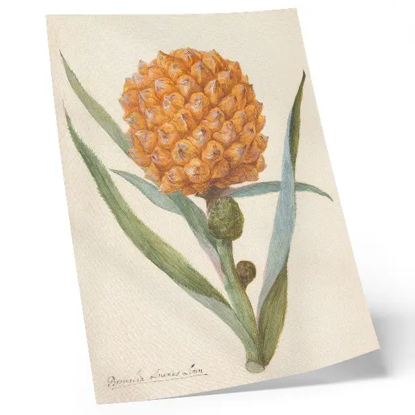 Wandposter Bromelia ananas Linn von einem anonymen Künstler aus der Zeit von ca. 1700 bis ca. 1749