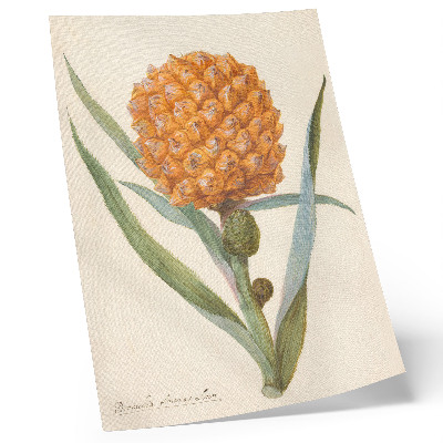 Wandposter Bromelia ananas Linn (ca. 1700 - ca. 1749) von einem anonymen Künstler