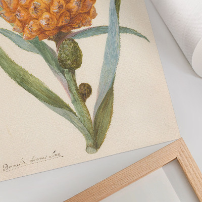 Wandposter Bromelia ananas Linn (ca. 1700 - ca. 1749) von einem anonymen Künstler