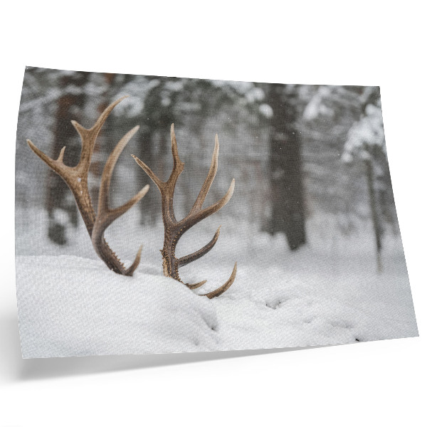 Kunstdruck poster Geweihe im Schnee, Winterwald, natürliche Ruhe