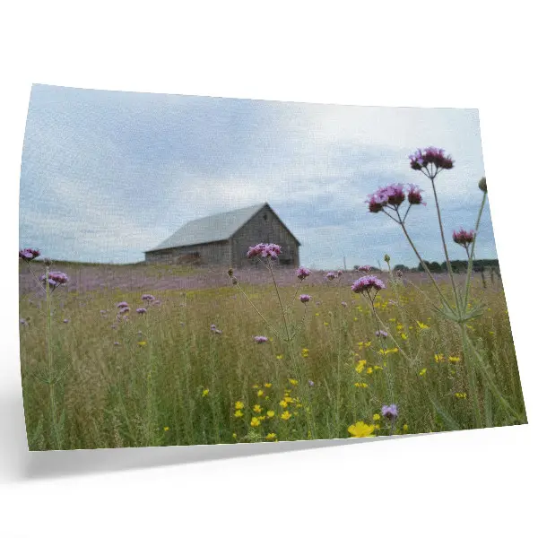 Kunstdruck als Poster Wiese mit lila und gelben Blumen vor einer ländlichen Scheune