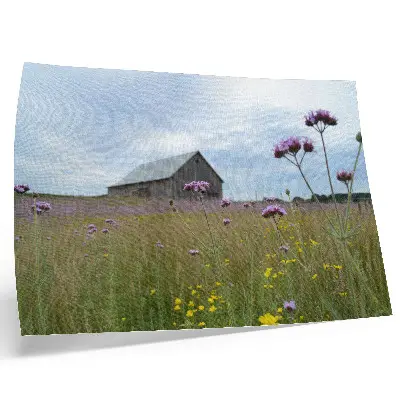 Kunstdruck als Poster Wiese mit lila und gelben Blumen vor einer ländlichen Scheune