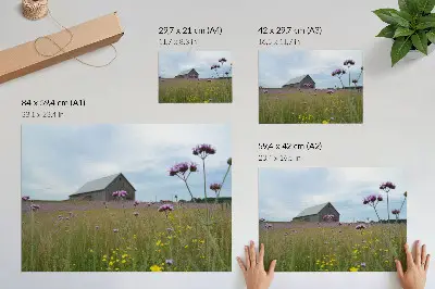 Kunstdruck als Poster Wiese mit lila und gelben Blumen vor einer ländlichen Scheune