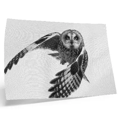 Kunstdruck mit einer fliegenden Eule mit einer fliegenden Eule für eine friedliche Atmosphäre und einzigartige Eleganz