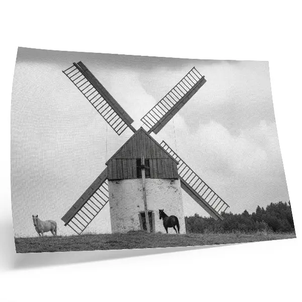 Poster schwarz-weiße Windmühle auf einem Feld mit Pferden