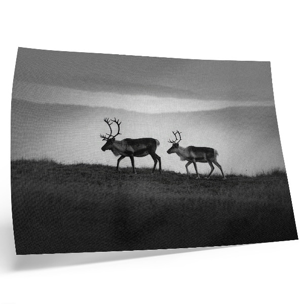 Kunstdruck poster Rentier auf einem Hügel – minimalistische Komposition