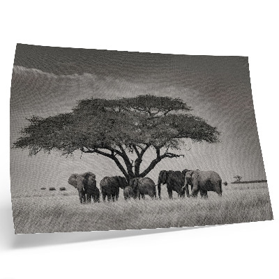 Kunstdruck poster Elefanten unter einem Baum in der afrikanischen Savanne