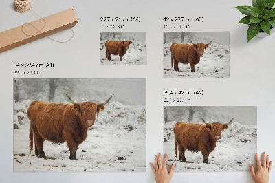 Kunstdruck poster Schottische Kuh in einer verschneiten Landschaft