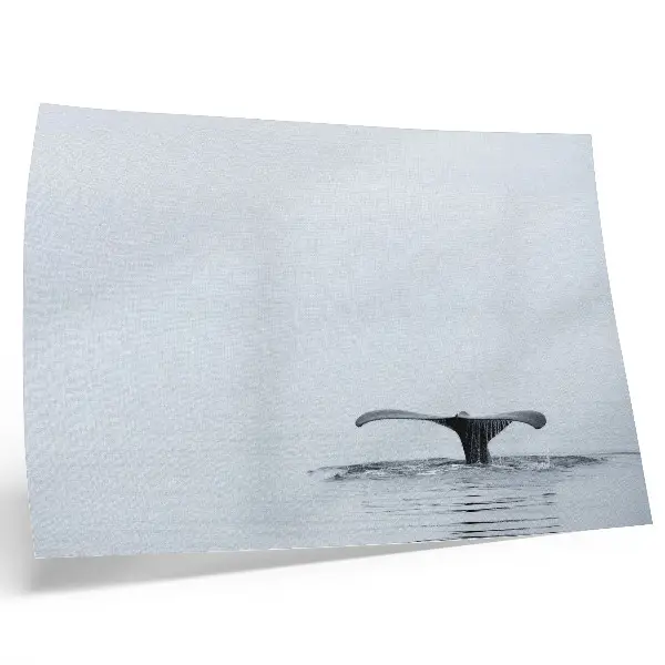 Kunstdruck Walflossen minimalistisches Motiv mit Walflosse über Wasser für Harmonie im Raum