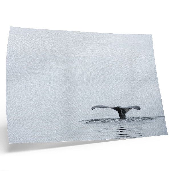 Poster kunstdruck Walflossenflosse über Wasser Minimalismus Harmonie